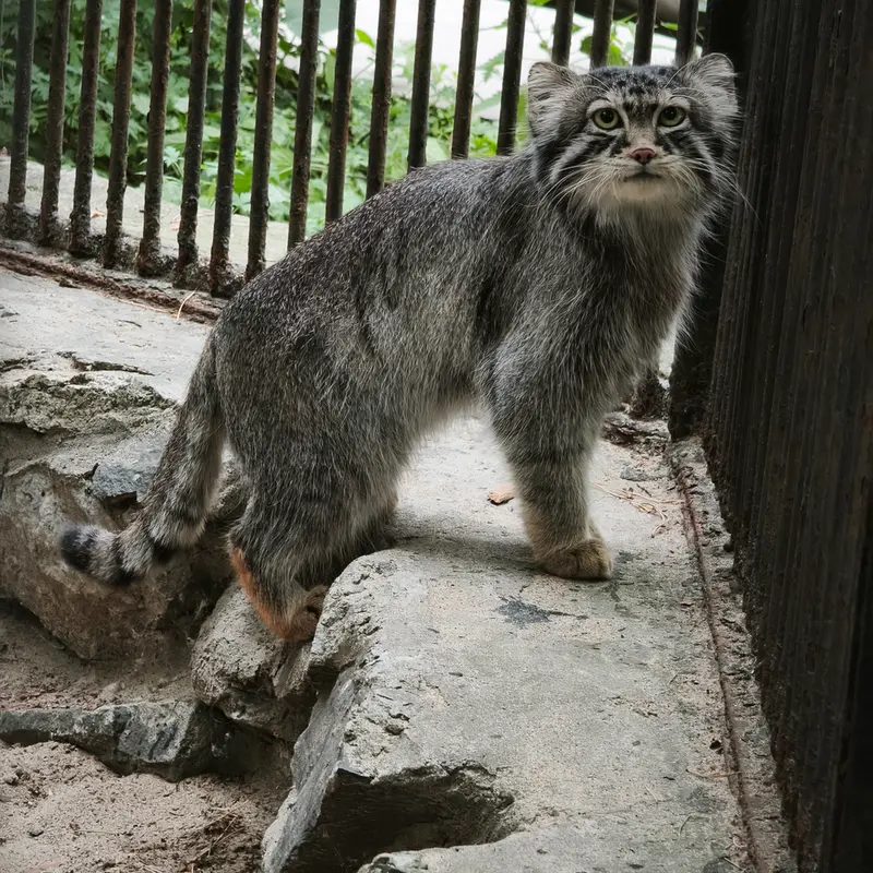 ノヴォシビルスク動物園のシルヴェスターの写真