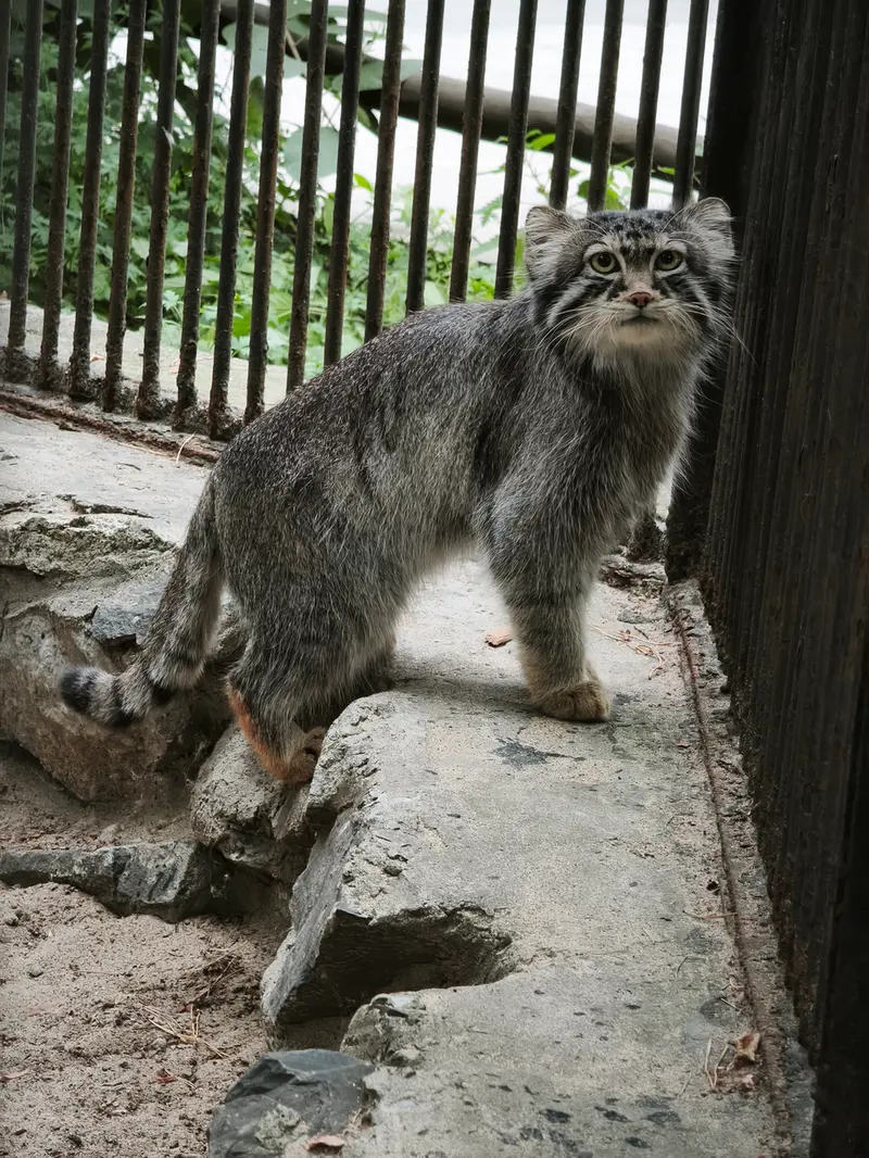 ノヴォシビルスク動物園のシルヴェスターの写真
