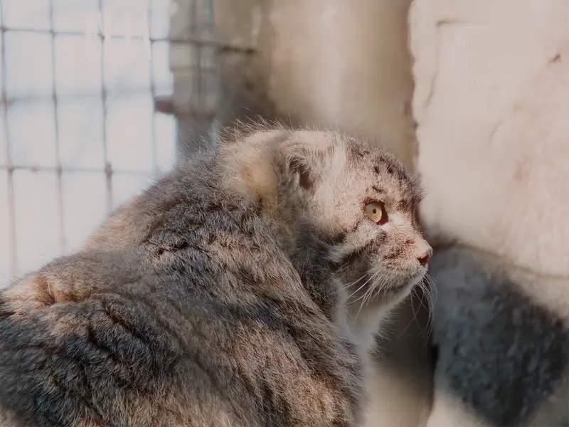 カルガリー動物園 / ワイルダー研究所のオラフの写真
