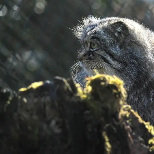 オペル動物園のバトゥの写真