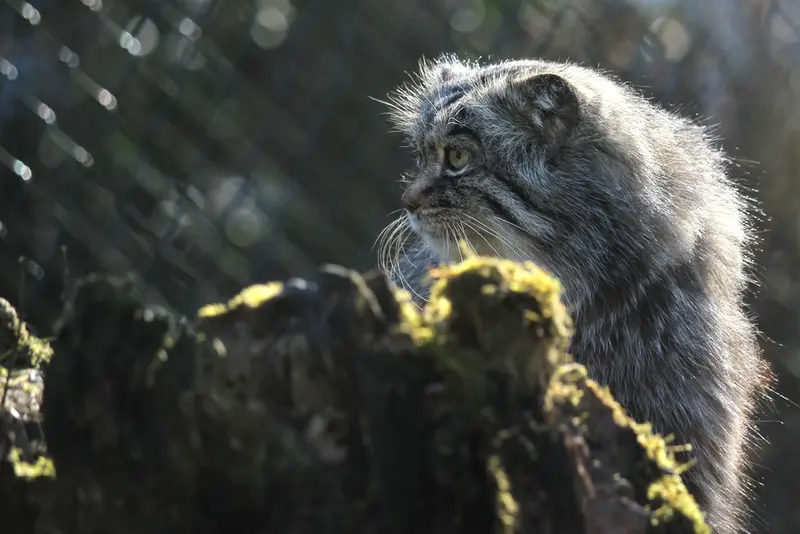 オペル動物園のバトゥの写真