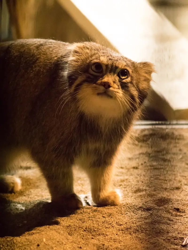 野毛山動物園のフィーガの写真