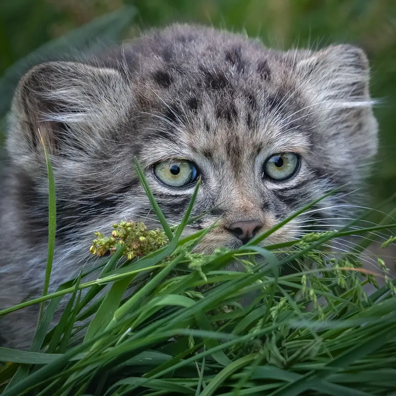 ポート・リムプネ・ワイルド・アニマル・パークのナムーの子猫 b. 2026 Ⅱの写真
