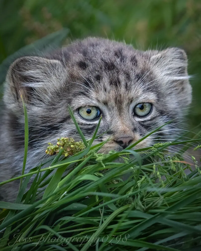 ポート・リムプネ・ワイルド・アニマル・パークのナムーの子猫 b. 2026 Ⅱの写真