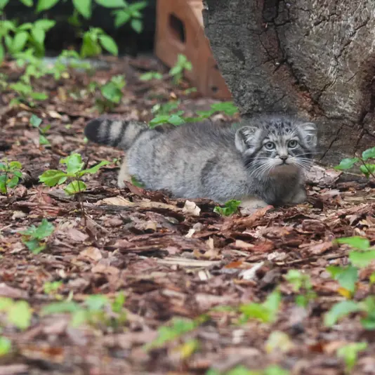 グダニスク動物園のザヤの写真