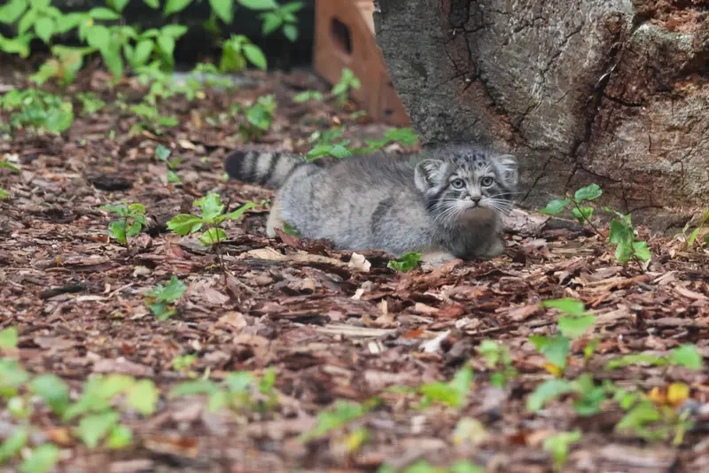 グダニスク動物園のザヤの写真
