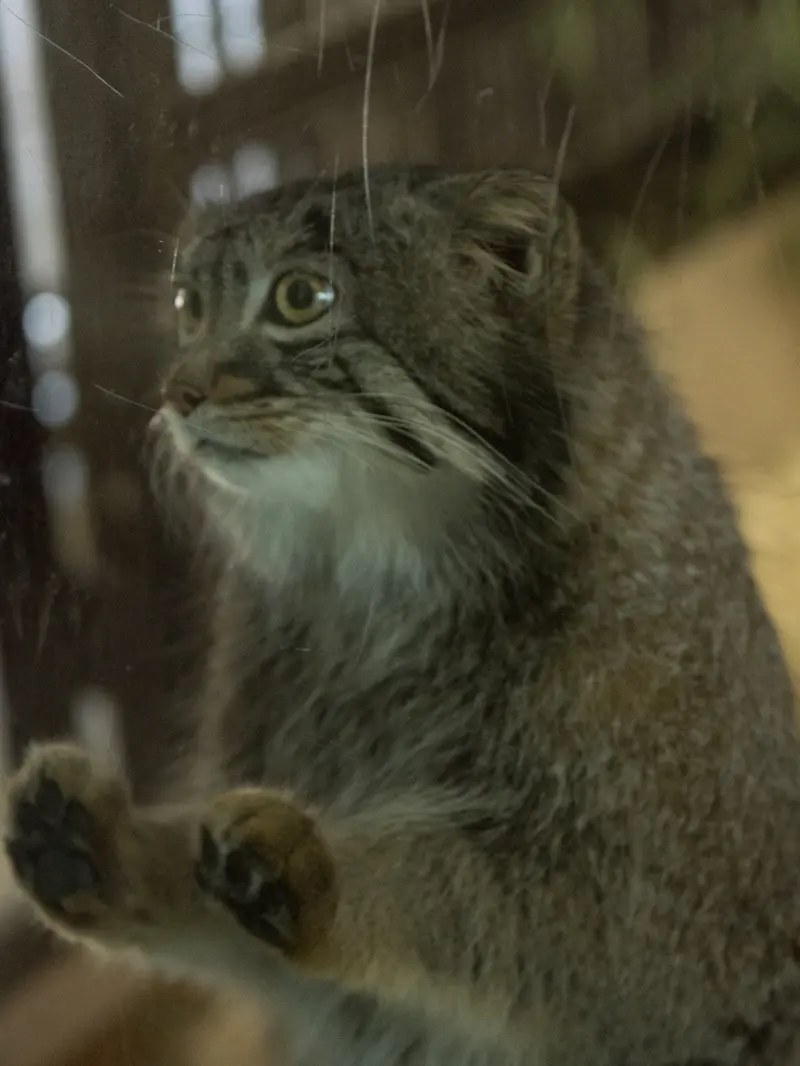 野毛山動物園のフィーガの写真