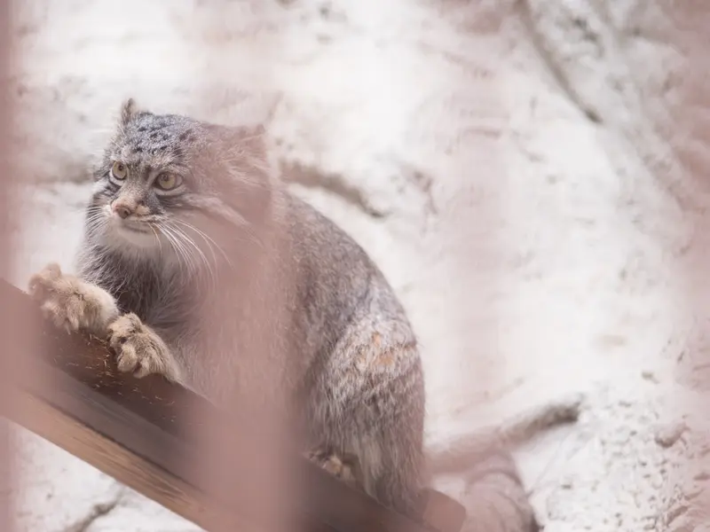 野毛山動物園のフィーガの写真