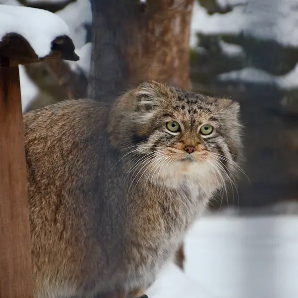 ノヴォシビルスク動物園のシェブの写真