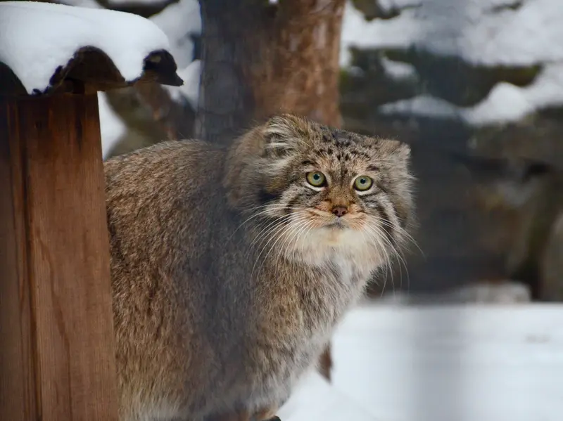 ノヴォシビルスク動物園のシェブの写真