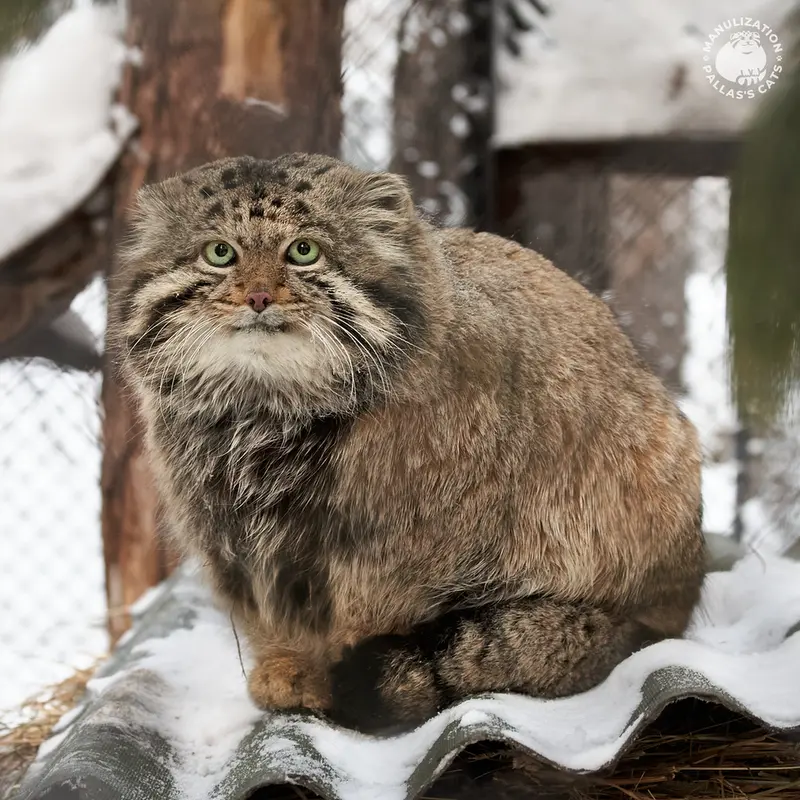 ノヴォシビルスク動物園のカラガンダの写真