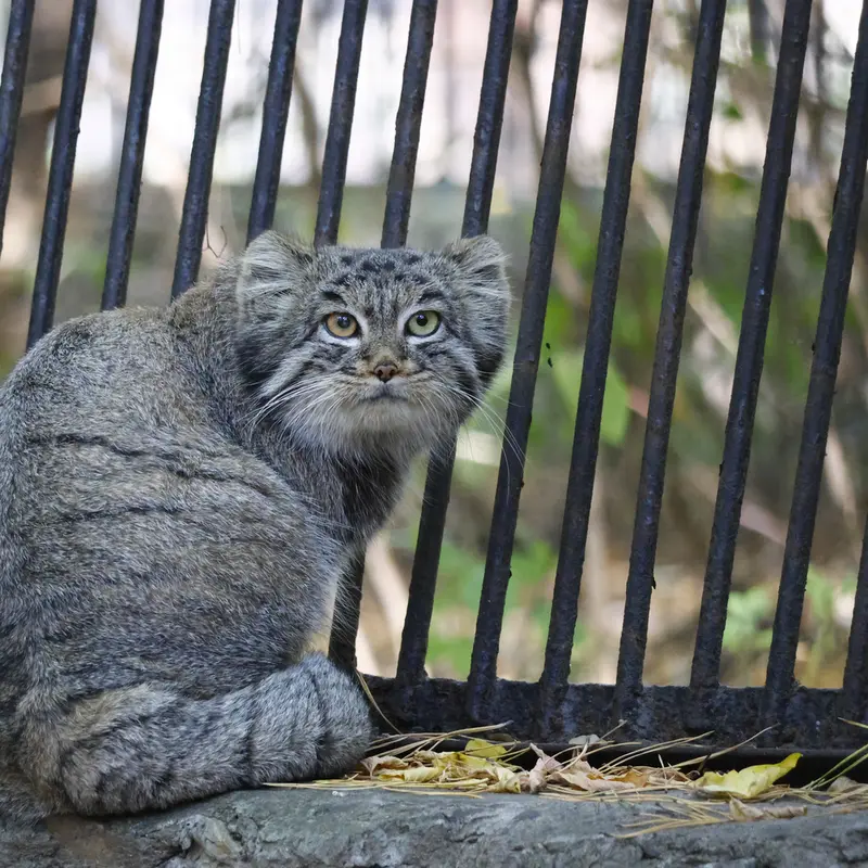 ノヴォシビルスク動物園のカトゥンの写真