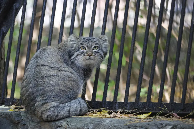 ノヴォシビルスク動物園のカトゥンの写真