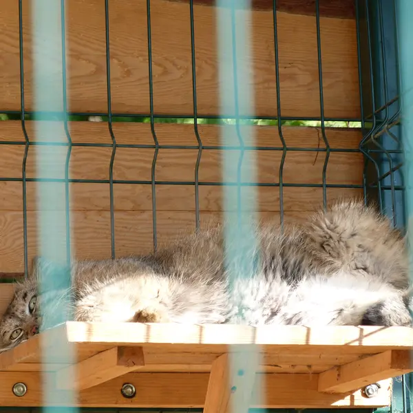 バルナウル動物園「レースナヤ・スカースカ」のペペの写真