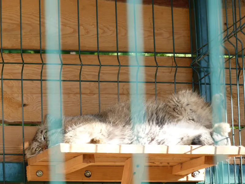 バルナウル動物園「レースナヤ・スカースカ」のペペの写真