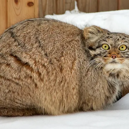 ノヴォシビルスク動物園のアデルの写真