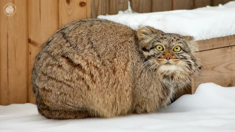 ノヴォシビルスク動物園のアデルの写真