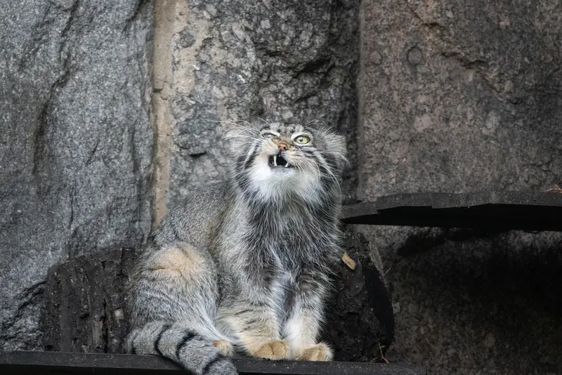 モスクワ動物園のティモフェイの写真