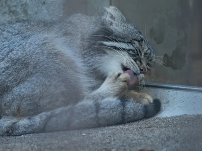野毛山動物園のフィーガの写真