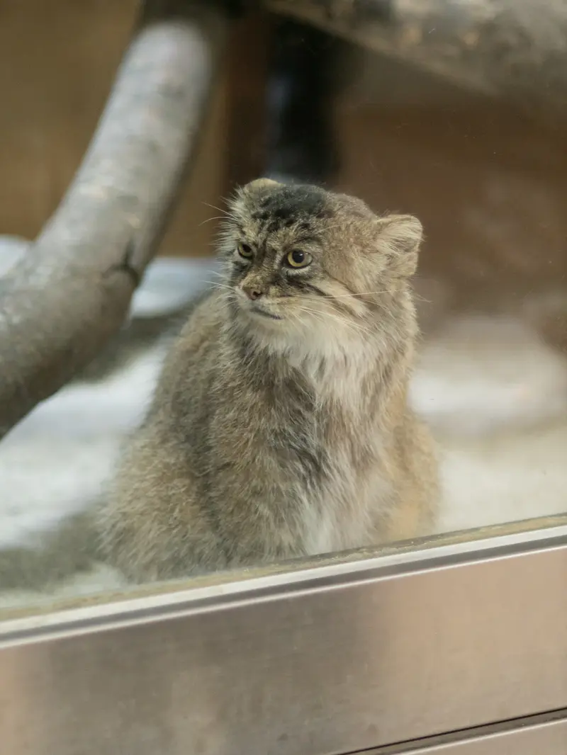 恩賜上野動物園のプリームラの写真