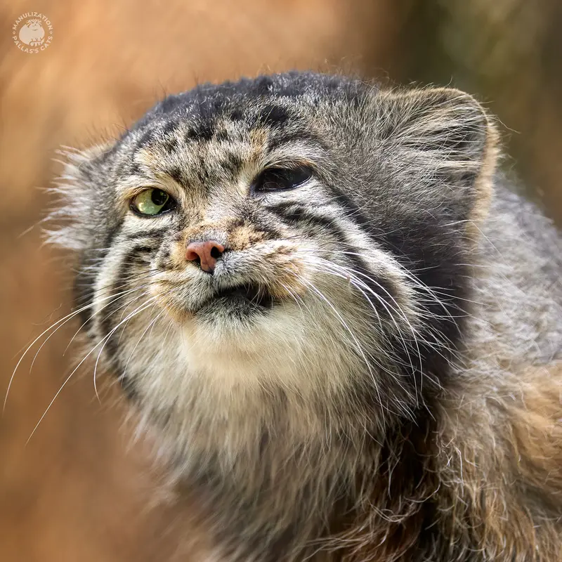 ノヴォシビルスク動物園のカラガンダの写真