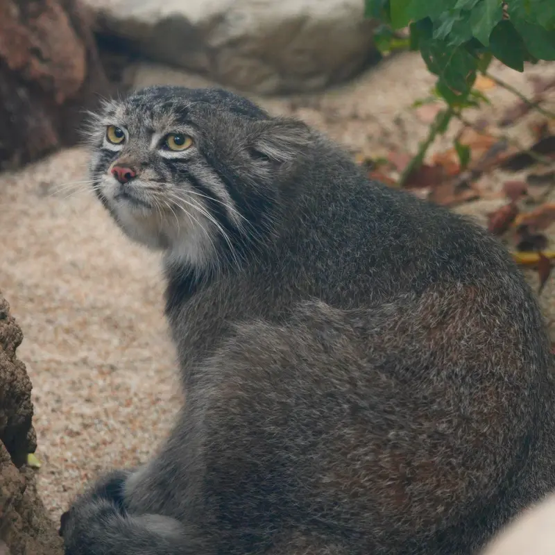 神戸どうぶつ王国のナルの写真