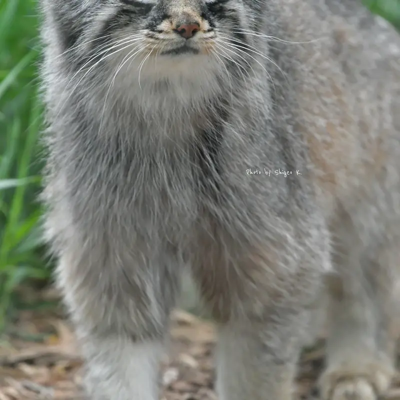 レッドリバー動物園のサーラルの写真