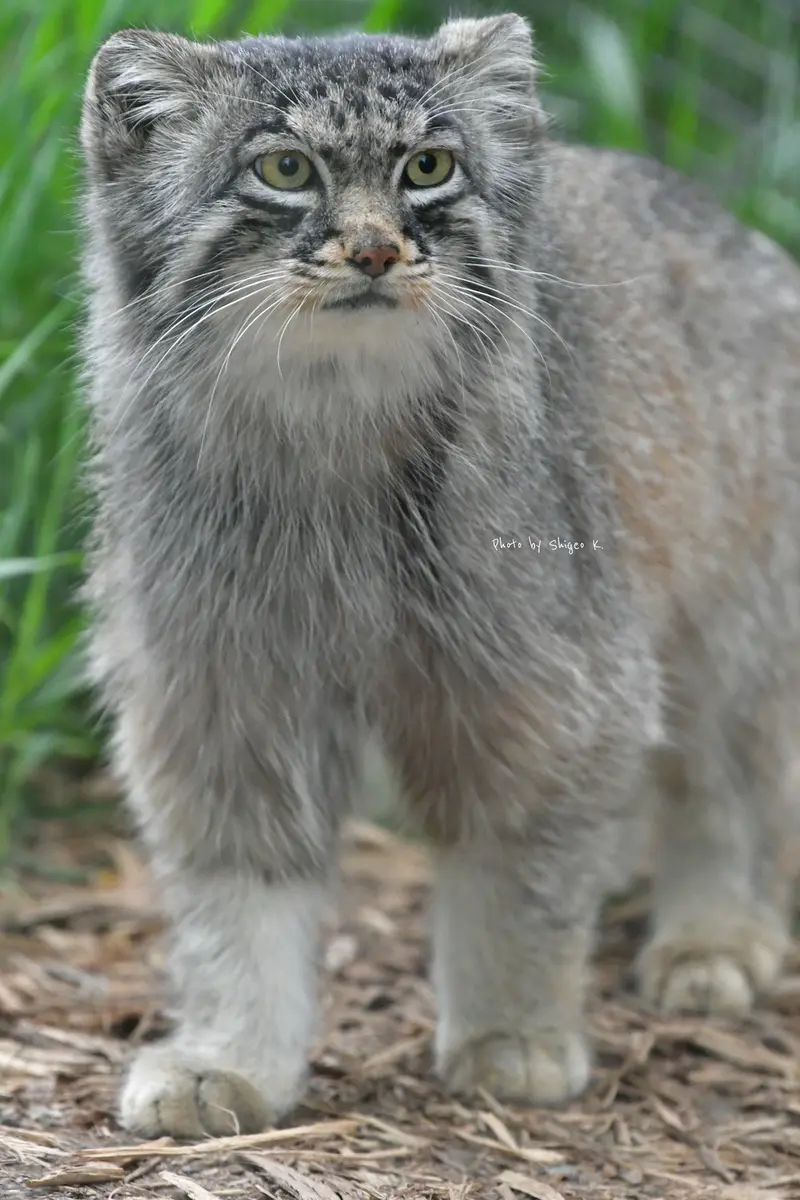 レッドリバー動物園のサーラルの写真