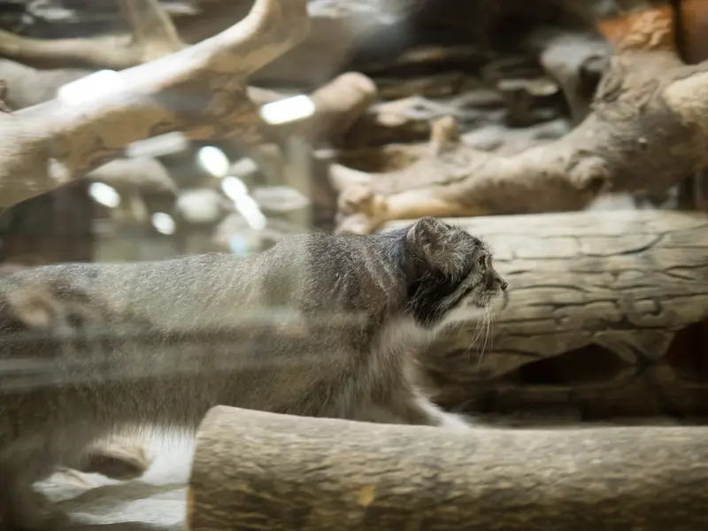 恩賜上野動物園のクリョンの写真
