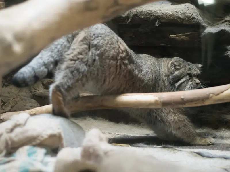 恩賜上野動物園のクリョンの写真