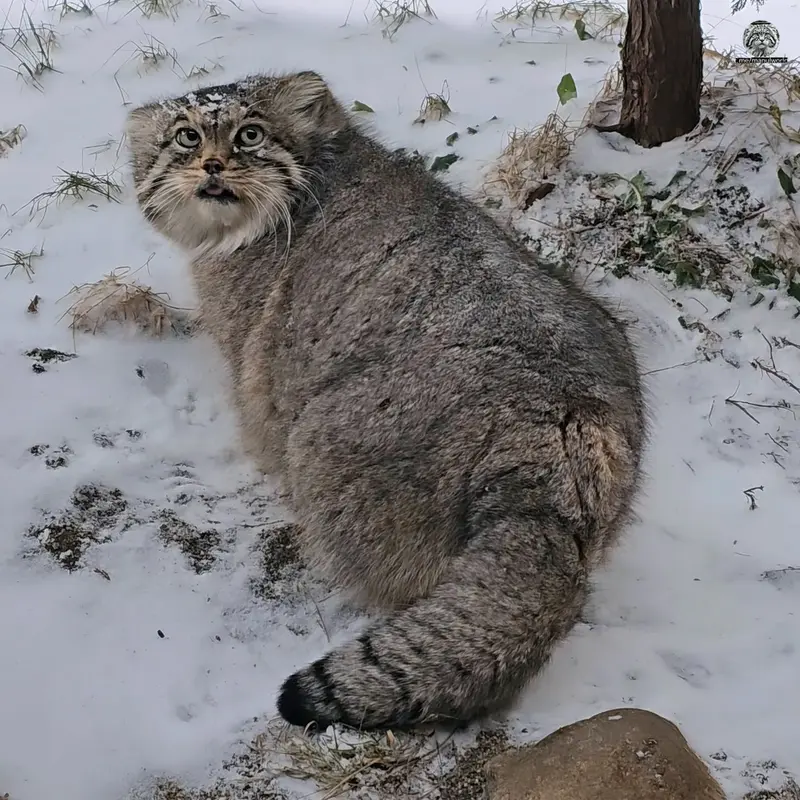 マヌルネコの写真