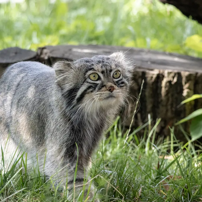 モスクワ動物園のティモフェイの写真