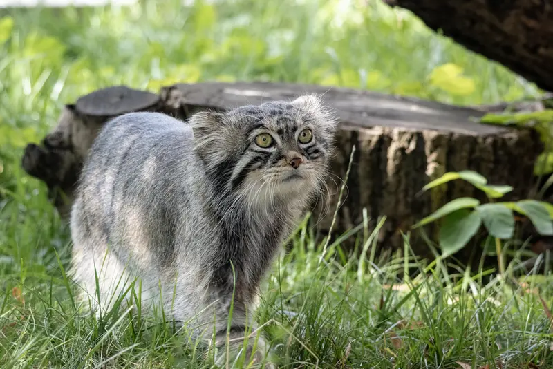 モスクワ動物園のティモフェイの写真
