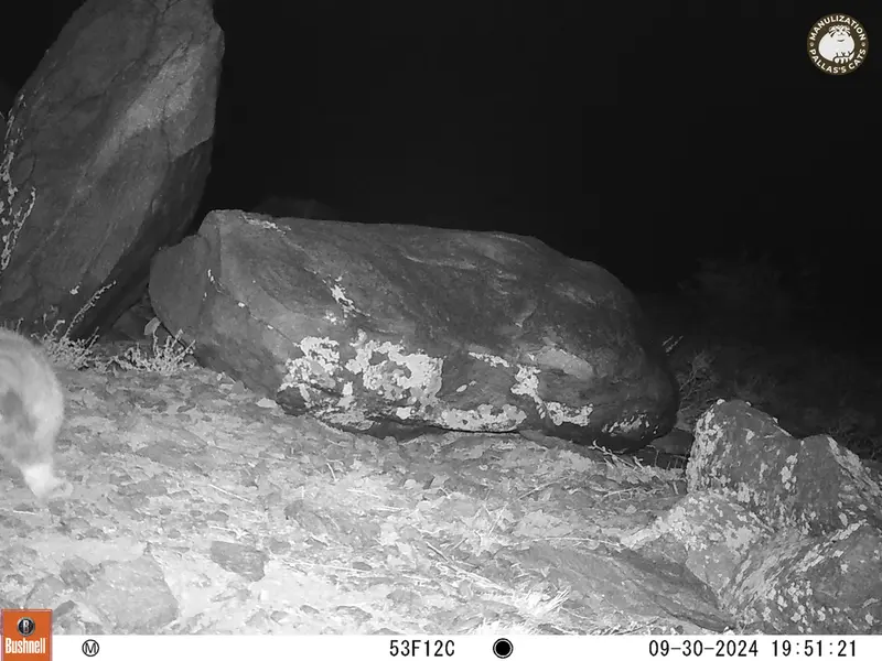 コシュカルカメラトラップで撮影したOtocolobus manul manulの写真