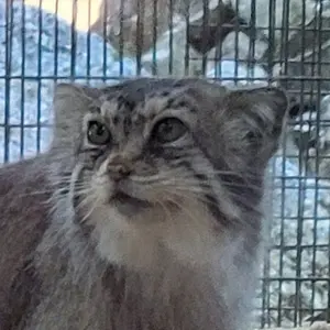 ミル・マウンテン動物園のマヌルネコのバトバヤル