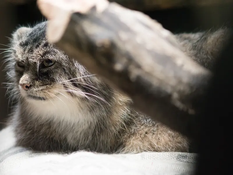 恩賜上野動物園のプリームラの写真