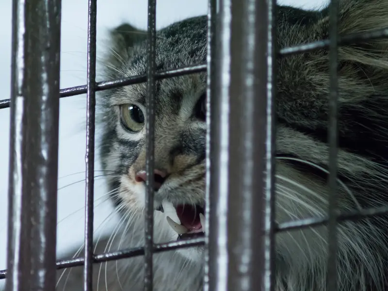 野毛山動物園のフィーガの写真