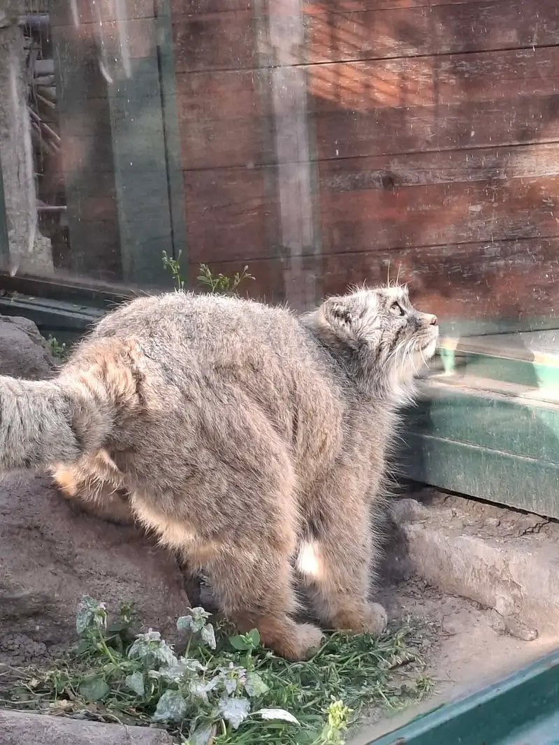 マヌルネコの写真