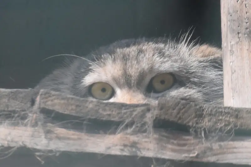 ブダペスト動物園＆植物園のルーシーの写真