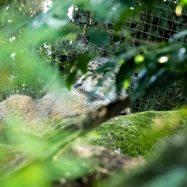 ロッテルダム動物園のコタの写真