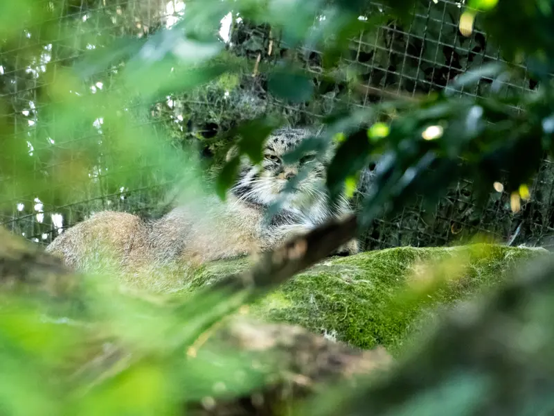 ロッテルダム動物園のコタの写真
