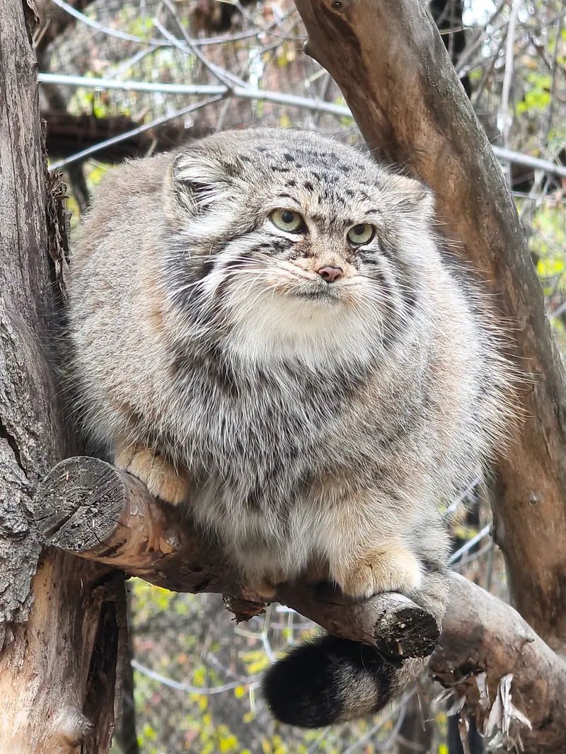 ノヴォシビルスク動物園のイヴの写真