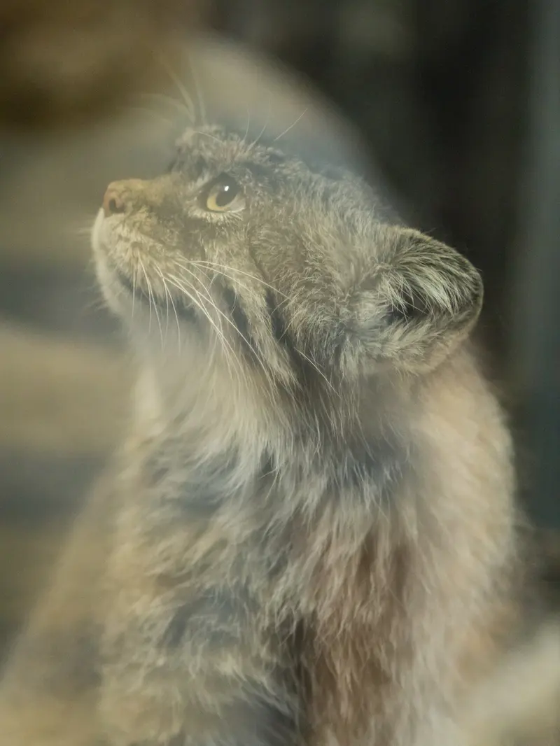 恩賜上野動物園のプリームラの写真