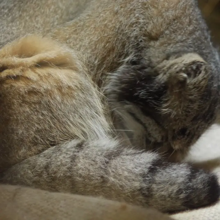 恩賜上野動物園のマヌルネコの写真