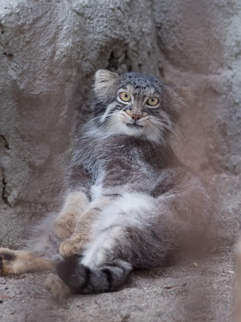 野毛山動物園のフィーガの写真