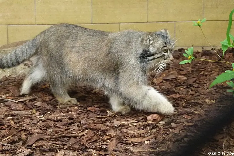 オポーレ動物園のパルルの写真