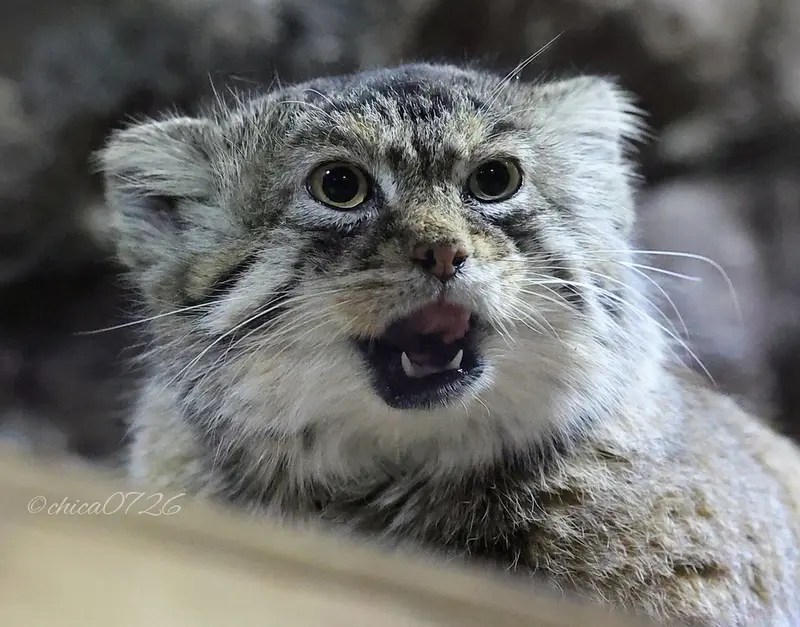 恩賜上野動物園のプリームラの写真