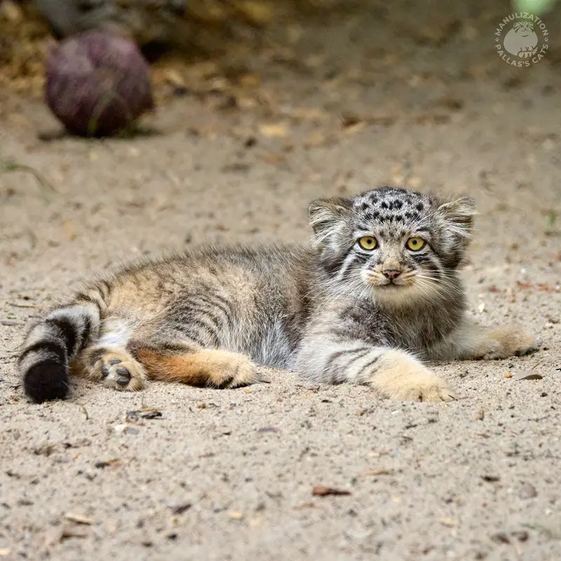ノヴォシビルスク動物園のイヴの子(2026年生まれ)Ⅳの写真