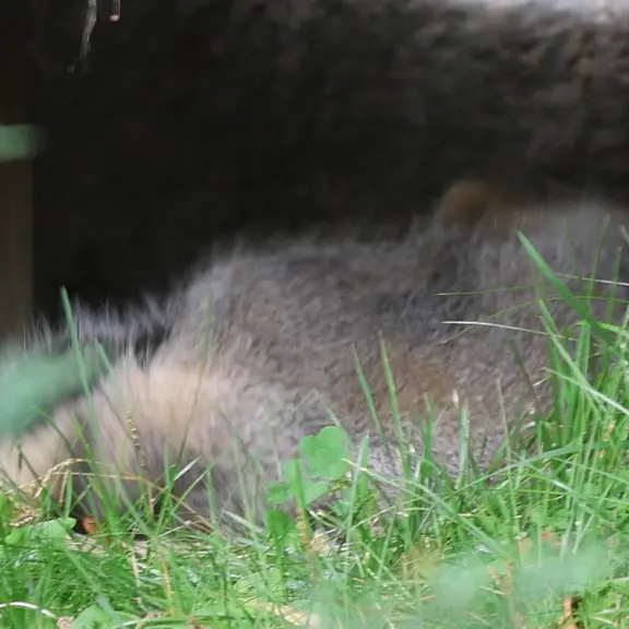 モスクワ動物園のマヌルネコの写真