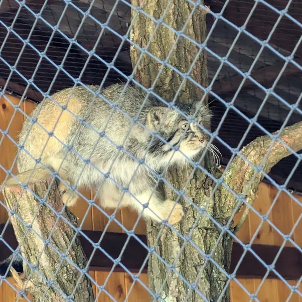 イフラヴァ動物園のマカルーの写真